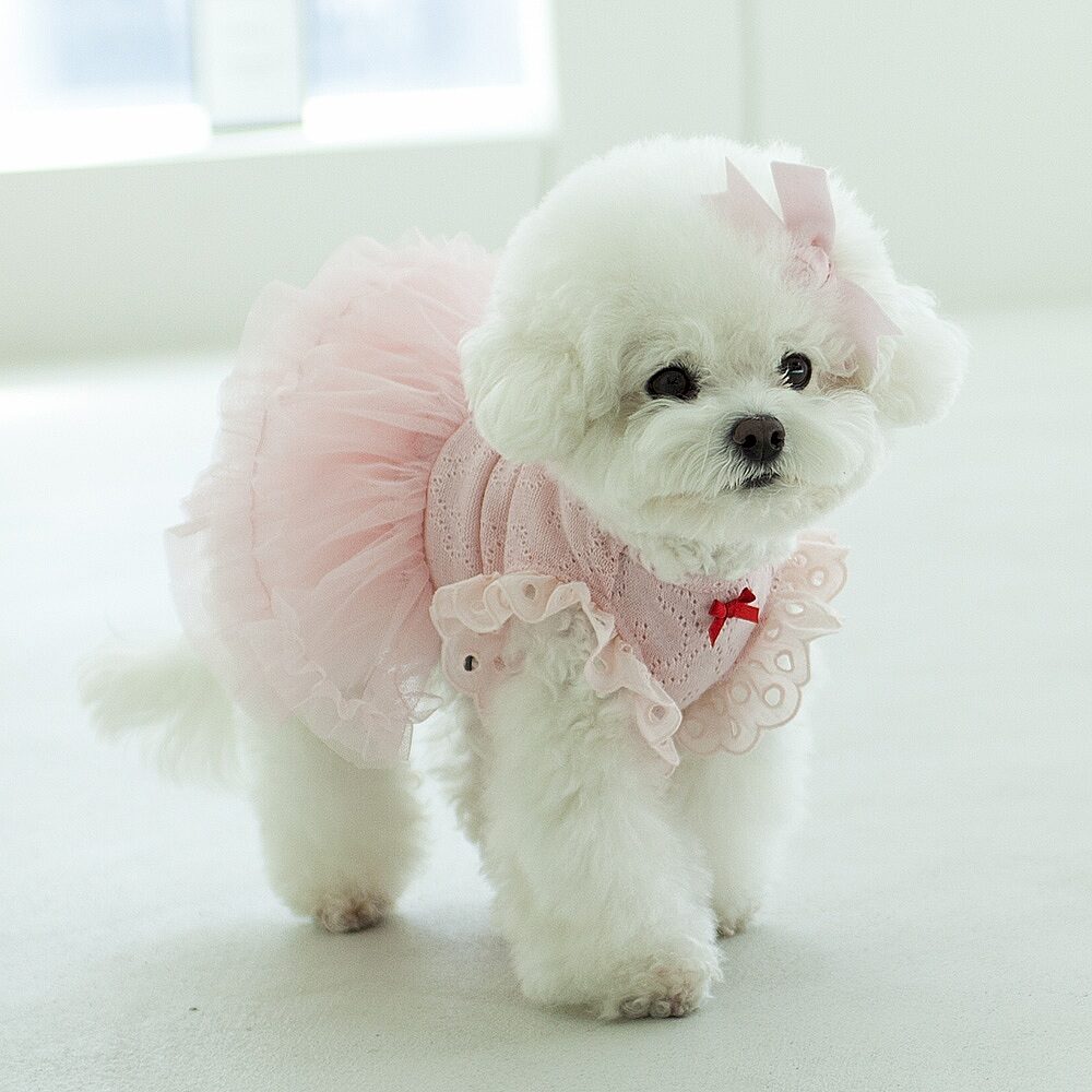 Angel Tutu