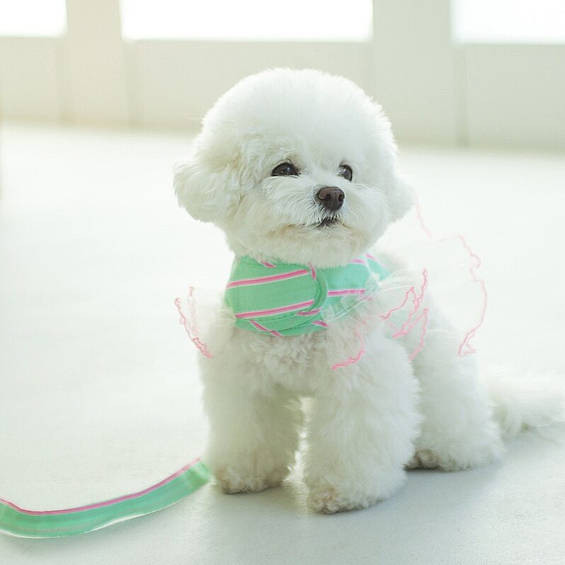 Rodi Harness Set