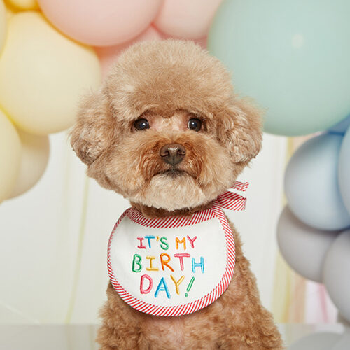 Its my birthday 圍巾