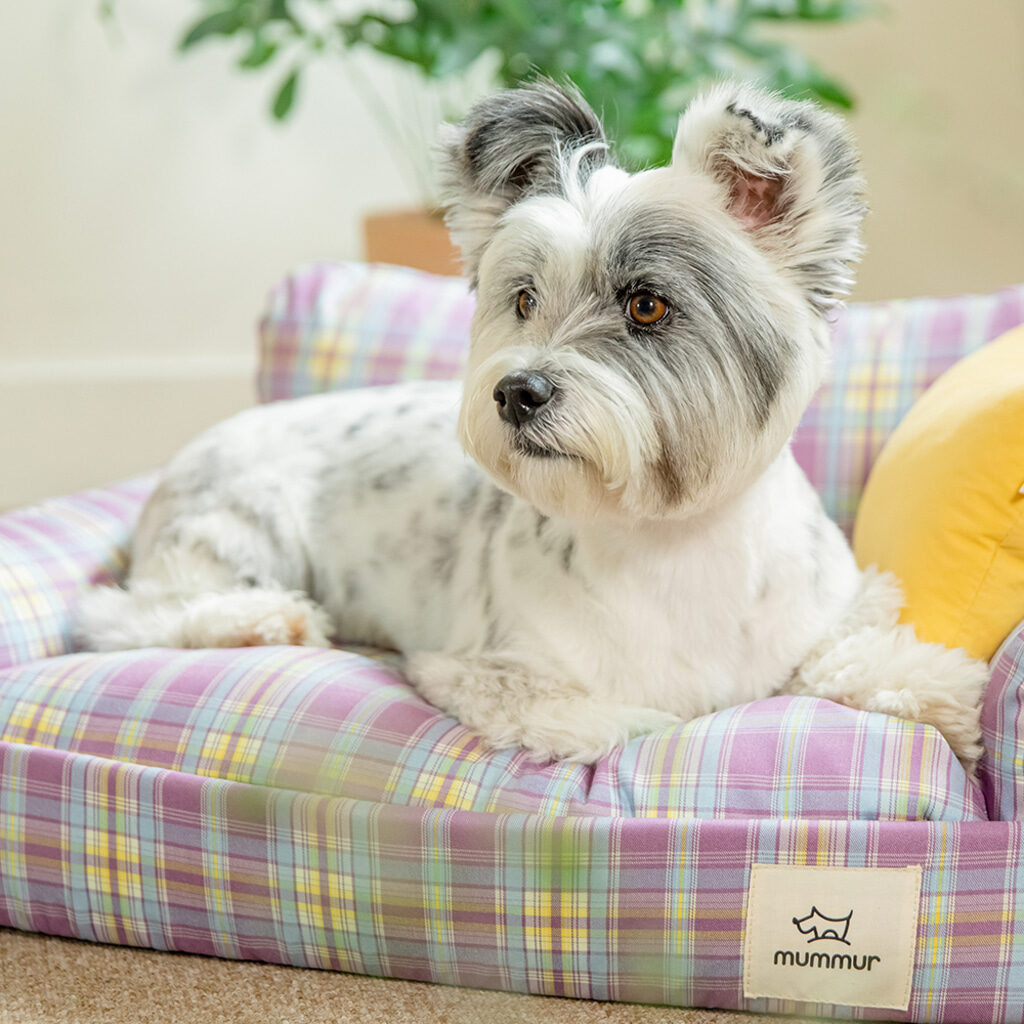 Mummur tart cushion
