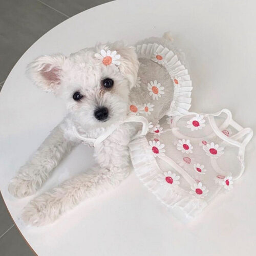 Flower band true dress